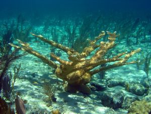 coral photo nashworld.jpg coral photo nashworld.jpg